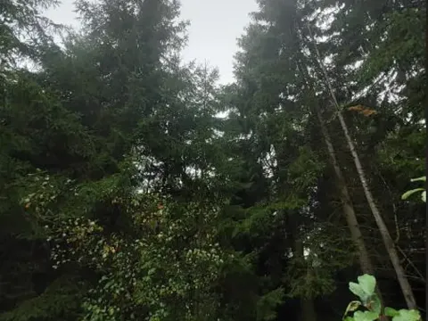 Prodej lesa, Otín, 213 m2