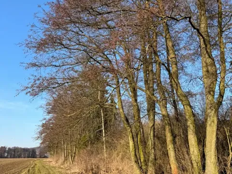 Prodej lesa, Nový Malín, 8466 m2