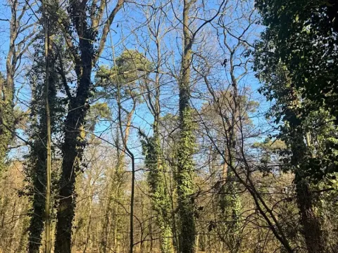 Prodej podílu lesa, Kolín, 877 m2