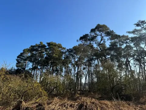 Prodej podílu lesa, Sojovice, 1204 m2