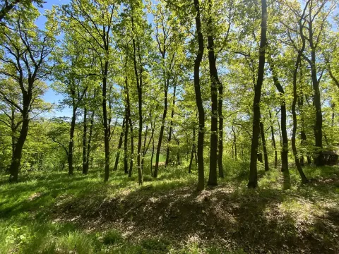 Prodej lesa, Silůvky, 1519 m2
