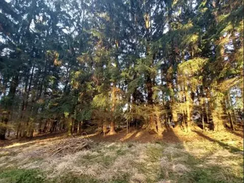 Prodej lesa, Přáslavice, 2463 m2