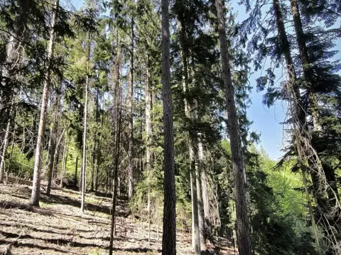 Prodej lesa, Nemile, 3224 m2