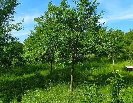 Prodej pozemku, Brumovice, 500 m2