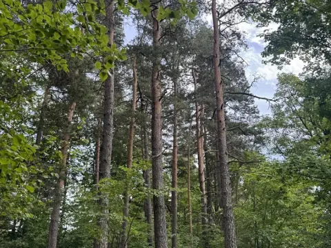 Prodej lesa, Buk, 8674 m2