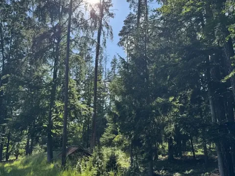 Prodej lesa, Jestřebí, 24490 m2