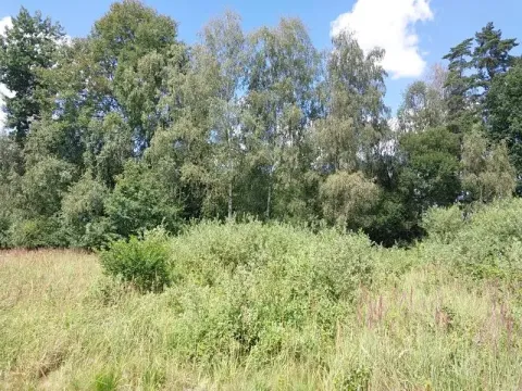 Prodej lesa, Horní Pěna, 3291 m2