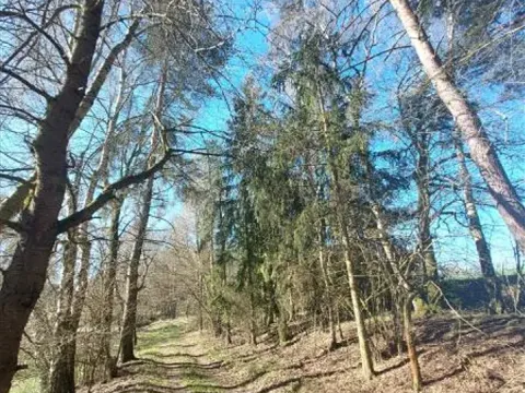 Prodej lesa, Čáslavsko, 1097 m2
