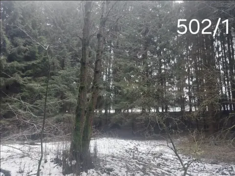 Prodej lesa, Hojovice, 985 m2