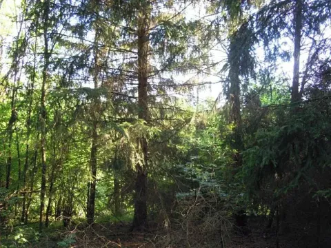 Prodej lesa, Radkovice u Budče, 1549 m2