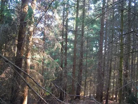 Prodej lesa, Radkovice u Budče, 757 m2