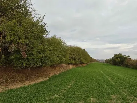 Prodej sadu/vinice, Brtnice, 1574 m2